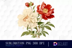 Watercolor Red and White Peony Clipart, PNG Product Image 1