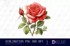 Watercolor Vintage Valentine Rose Clipart, Sublimation Art Product Image 1
