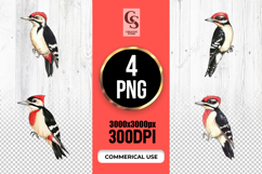 Woodpecker Clipart PNG Watercolor Bird Product Image 1
