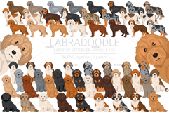 Labradoodle clipart Product Image 1