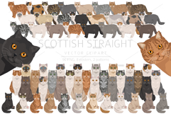 Scottish Straight Cat clipart Product Image 1