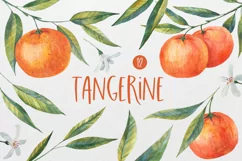 WATERCOLOR mandarin & orange, tangerine, clipart Product Image 1