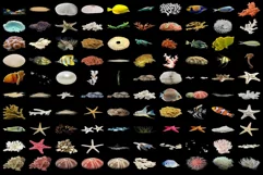 800 SEA FLORA TRANSPARENT PNG FILES, PHOTOSHOP OVERLAYS Product Image 11