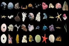 800 SEA FLORA TRANSPARENT PNG FILES, PHOTOSHOP OVERLAYS Product Image 12