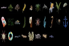 800 SEA FLORA TRANSPARENT PNG FILES, PHOTOSHOP OVERLAYS Product Image 13