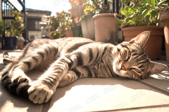 Relaxing Sunlit Cat Photography Background JPG Product Image 1