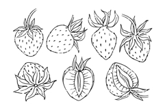 Set of linear sketches of strawberries. Product Image 1