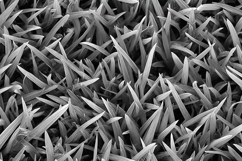 Black and White Grass Texture Background JPG File Product Image 1