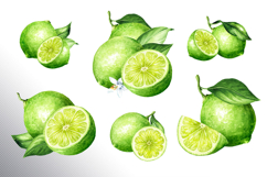Lime citrus. Watercolor collection Product Image 2