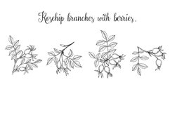 Set of linear sketches of rosehip branches with berries. Product Image 1