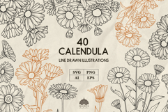 Calendula line art collection Svg Png Eps Product Image 1