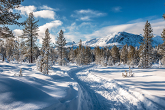 A serene winter landscape with snow-tree &amp; a mountain Product Image 1