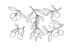 Set of olive branch sketches. Product Image 1