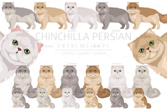 Chinchilla Persian. Extreme type Product Image 1