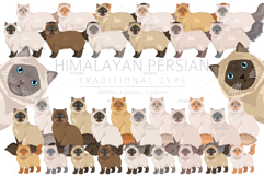 Himalayan Persian. Traditional type Product Image 1