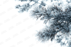 Frosted Pine Bough Corner on White Background Winter Product Image 1