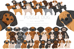 Puggle Pug Beagle mix Product Image 1