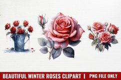 Beautiful Winter Roses Clipart, Christmas Rose Clipart Product Image 1