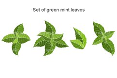 Set of green mint leaves. Product Image 1