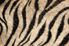 Animal Stripe Fur Texture Background in Beige and Black Product Image 1