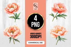 Peony Flower Clipart PNG Product Image 1