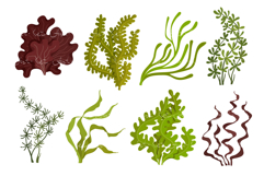 Set of green and brown seaweed. Product Image 1