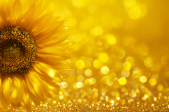 A large sunflower with bright yellow petals Product Image 1