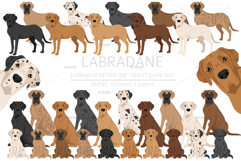 Labradane. Labrador/Great Dane mix Product Image 1