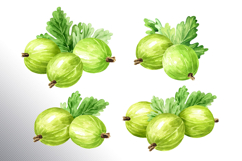 Gooseberry. Watercolor collection Product Image 2