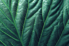 Detailed Green Leaf Texture Macro Botanical Background Product Image 1