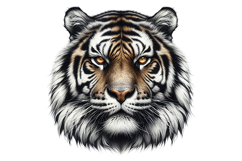Cute Tiger Clipart - PNG File Product Image 2