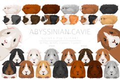 Abyssinian Guinea Pig, Small Pets Product Image 1