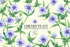 Chicory Plant Watercolor Collection Product Image 1