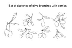 Set of sketches of olive branches with berries. Product Image 1
