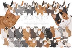 Selkirk Rex Cat Product Image 1