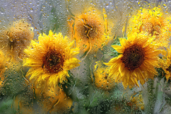 Sunflowers Behind Rainy Glass Artistic Background Product Image 1