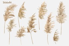 Pampas Grass clipart, Boho Watercolor Wreaths Bohemian Product Image 3