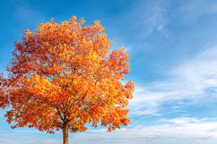 Vibrant Autumn Tree Landscape with Bright Blue Sky Product Image 1