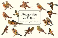 Vintage Birds, Antique Birds Clipart Product Image 1
