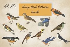 Vintage Birds, Antique Birds Clipart Product Image 1