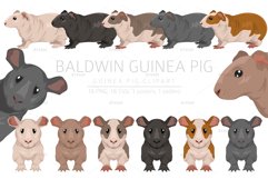 Baldwin Guinea Pig, Hairless Cavie Product Image 1