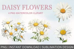 Daisy flowers watercolor clipart, Sublimation PNG Product Image 1