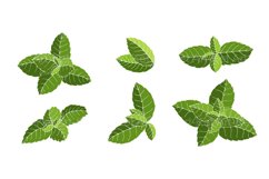 Set of green mint leaves. Product Image 1
