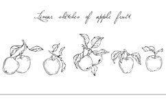 Linear sketches of apple fruit. Product Image 1