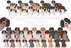 English Springer Spaniel field-bred Product Image 1
