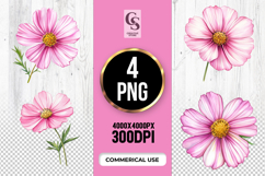 Pink Cosmos Flower Sublimation Clipart PNG Product Image 1