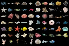 800 SEA FLORA TRANSPARENT PNG FILES, PHOTOSHOP OVERLAYS Product Image 6