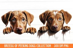 Breeds Of Peeking Dogs Collection Product Image 1