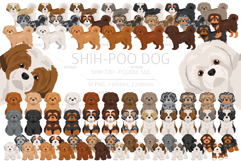 Shih Poo, Shih Tzu Poodle mix Product Image 1