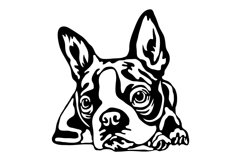 Boston Terrier/Dog Svg/Png/Jpg/Ai/Vector purebred breed Product Image 2